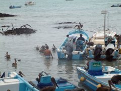 05-The fishing harbour of Santa Cruz, pelicans are waiting for the spoils